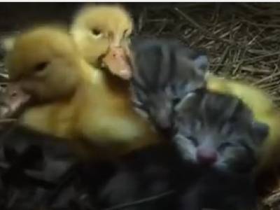 Un Chatte Eleve Des Canetons Avec Ses Chatons Video