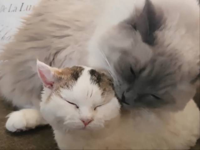 Moments De Tendresse Entre Un Lambkin Et Un Ragdoll Video Moments De Tendresse Entre Un Lambkin Et Un Ragdoll Video