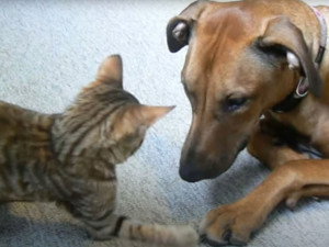 Toyger Caracteristiques Caractere Sante Prix