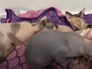 Sphynx Caracteristiques Caractere Sante Prix