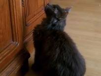 Un Nebelung Guette Sa Proie Video