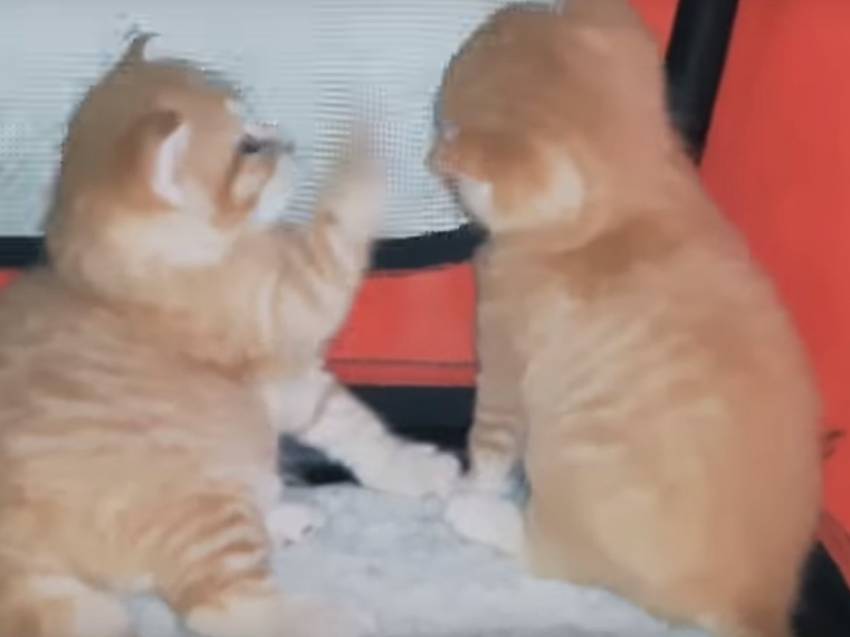 Deux Chatons Manx Dans Leur Abri Video