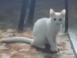 Khao Manee : caractéristiques, caractère, santé, prix...