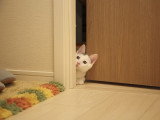 Mon Chat Gratte Toutes Les Portes La Nuit Que Faire