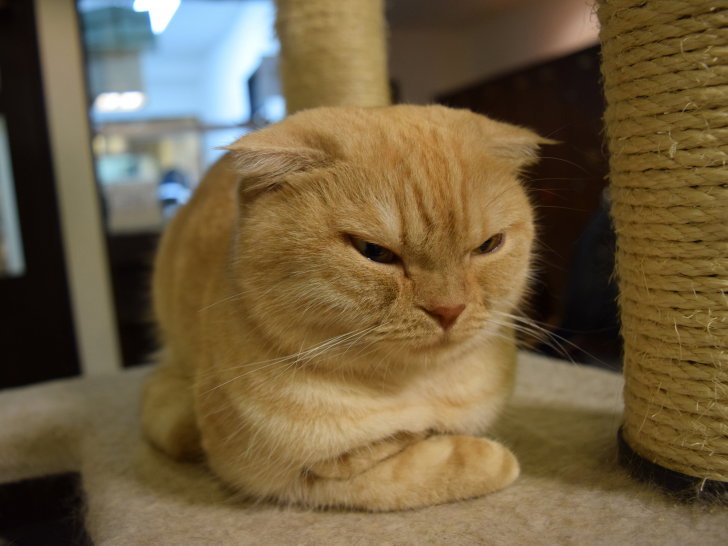 L Agressivite Du Chat Malade Ou Blesse