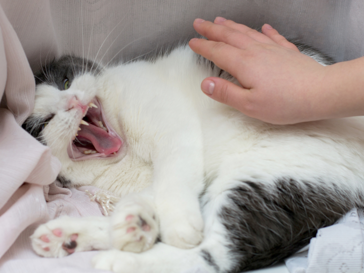 Le Chat Qui Agresse Une Cible De Substitution