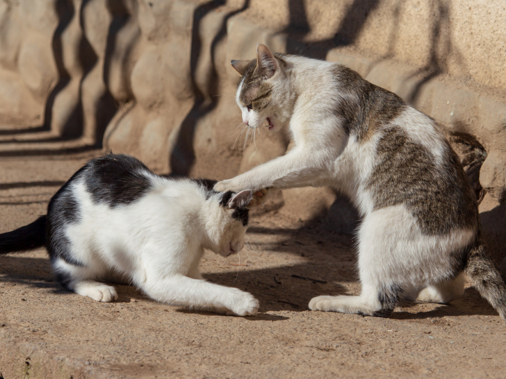 L Agressivite Du Chat Qui Defend Son Territoire