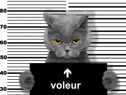 Un chat gris photographié comme un prisonnier