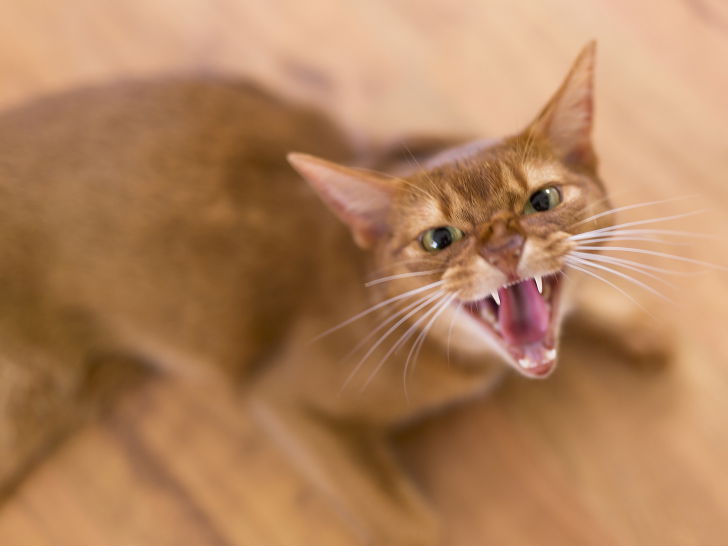 Comment reconnaître un chat irrité