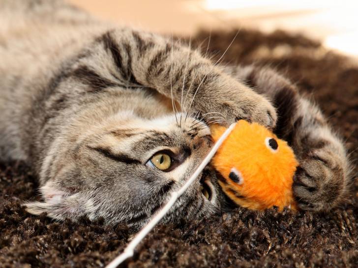 Comment Savoir Si Un Chat A Envie De Jouer