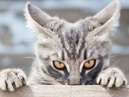 Un chat tigré observant jalousement quelque chose