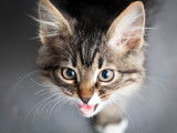 Un chaton tigré en train de miauler