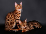 SUISSE - Région La Côte - Il se bat pour son chat tombé d’un échafaudage