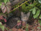 Des chats errants envahissent le bourg de Lagorce en Gironde