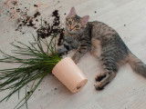 Un chat tigré a renversé une plante
