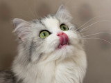 Un beau chat qui lèche ses babines