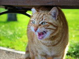 Un chat roux tigré très agressif