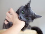Le chat aggressif parce qu'il est agacé