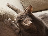 Un chat fait ses griffes sur le canapé