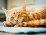 La personnalité et le comportement du chat