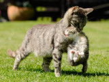 Une chatte porte son chaton par le cou