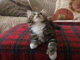 Un chaton qui danse