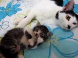 Une mère très protectrice avec son chaton