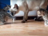 Communication entre une chatte et ses petits