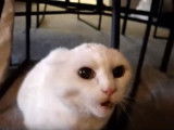 Un chat très en colère