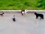 Deux corbeaux arbitrent un combat entre chats