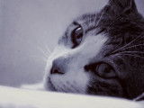 Un chat aux airs tristes