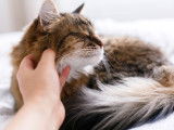 Une femme caresse un gros chat à poil long