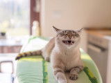 Un chat tigré en train de miauler