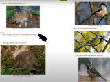 L'impact du chat sur la biodiversité