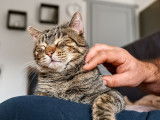 Un homme caresse son chat sur les genoux