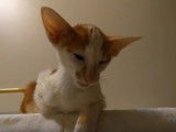 Un chat Oriental Shorthair bavard