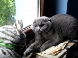 Un British Shorthair grogne contre une peluche