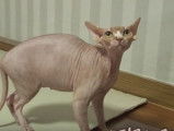 Une femelle Sphynx très agressive