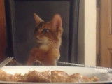 Un chat Somali se met à table