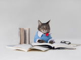 Mon chat est-il intelligent ? Tester le Q.I. de son chat