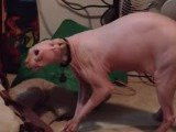 Un Sphynx anti-Halloween