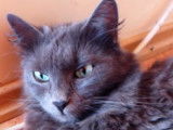 Un Nebelung ne veut pas qu'on le touche