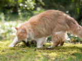 Un Maine Coon roux creuse la terre dans le jardin