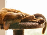 Un chat couché sur un arbre à chat