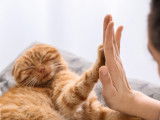 Un chat roux et sa maîtresse se font un "high five"