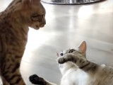 Un Mau Égyptien et un Ocicat se bagarrent