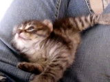 Un chaton American Curl qui se fait câliner par son propriétaire