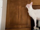 Un chat Cornish Rex qui chasse une mouche