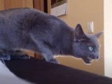 Ce Bleu Russe chasse une mouche