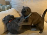 Un gros conflit entre ce Bleu Russe et ce British Shorthair